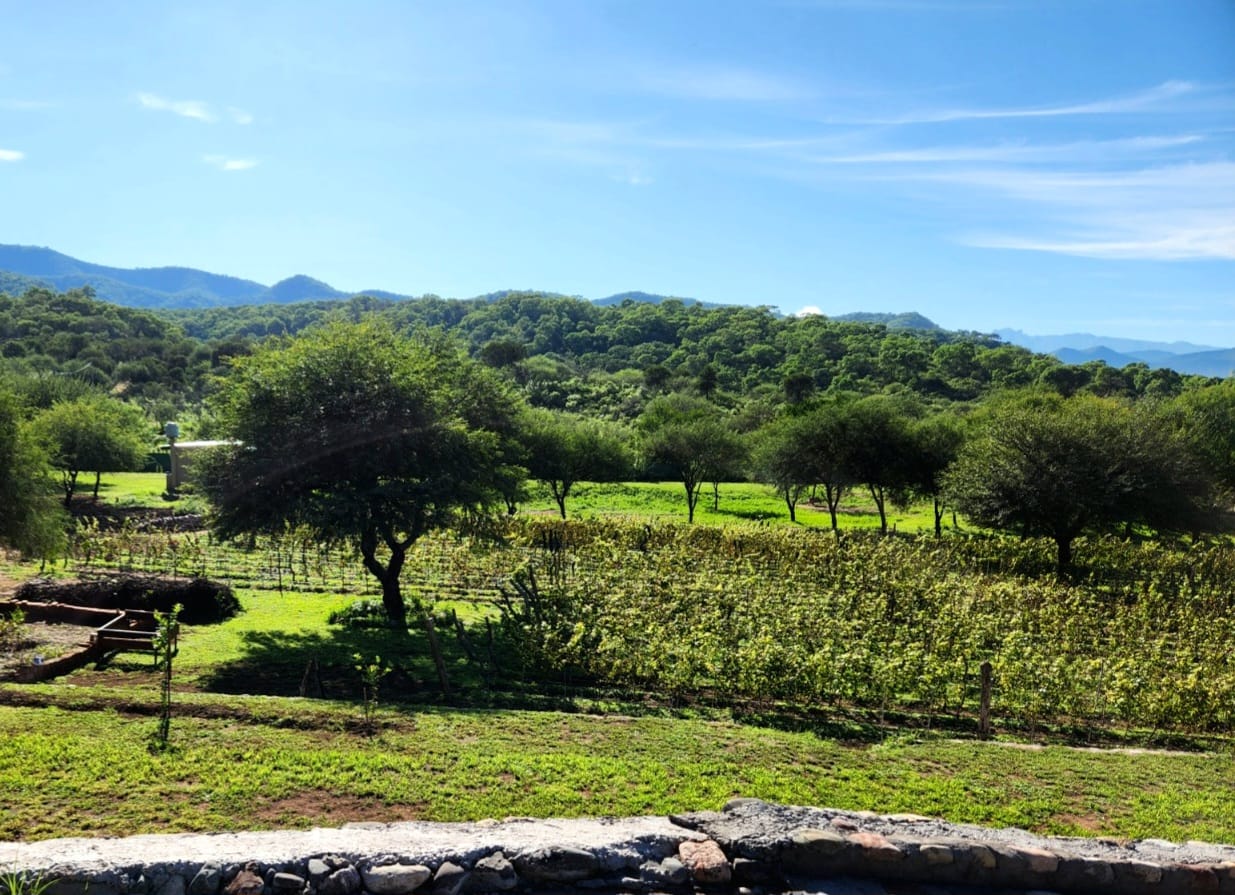 Viñedo y paisaje de Cabra Corral